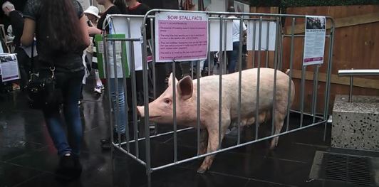 Protesters set up demonstration sow stall to raise awareness for the pigs' plight.